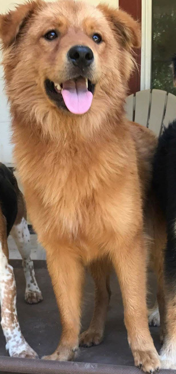 Rescue Dog