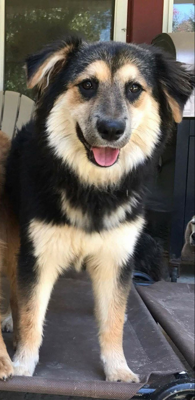 Rescue Dog