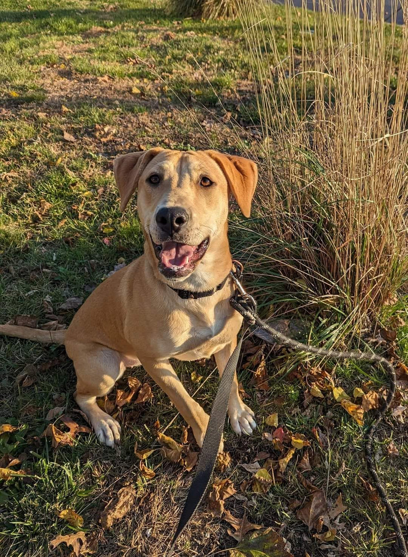 Rescue Dog