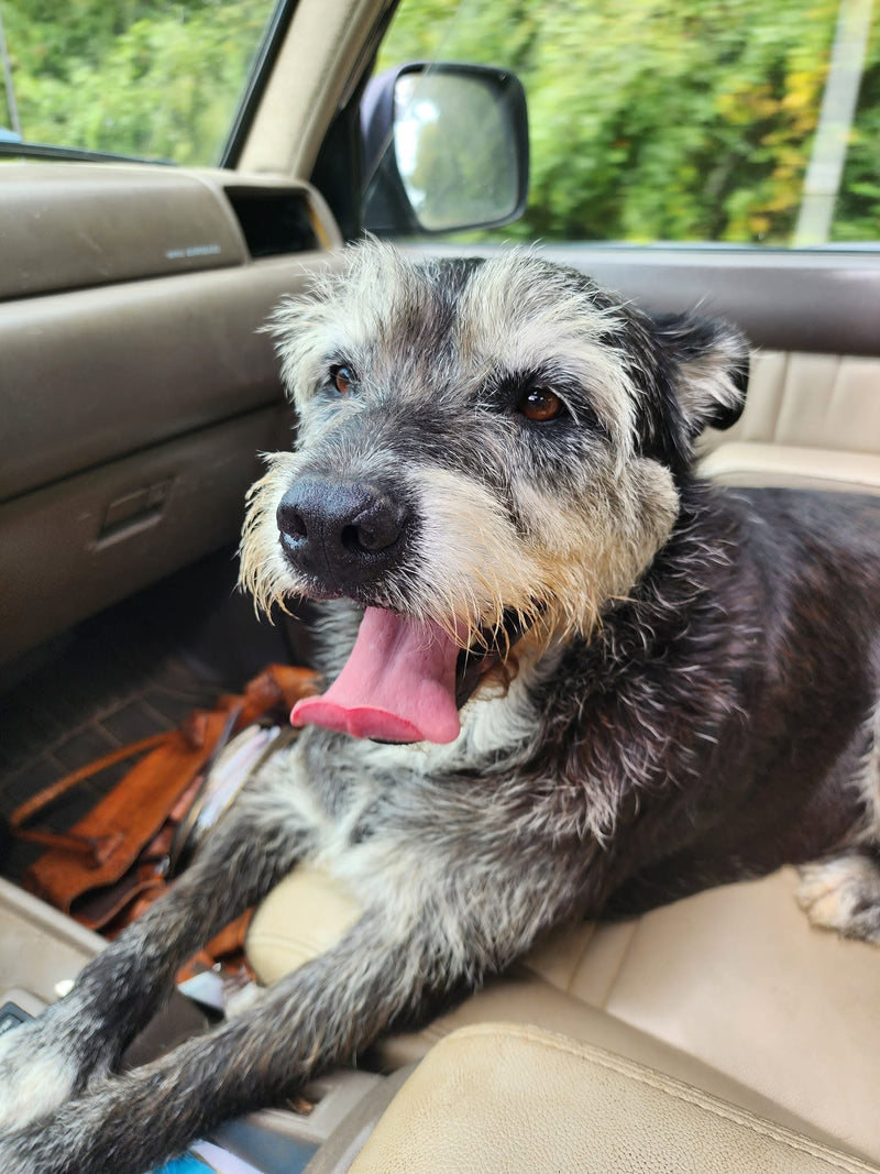Rescue Dog
