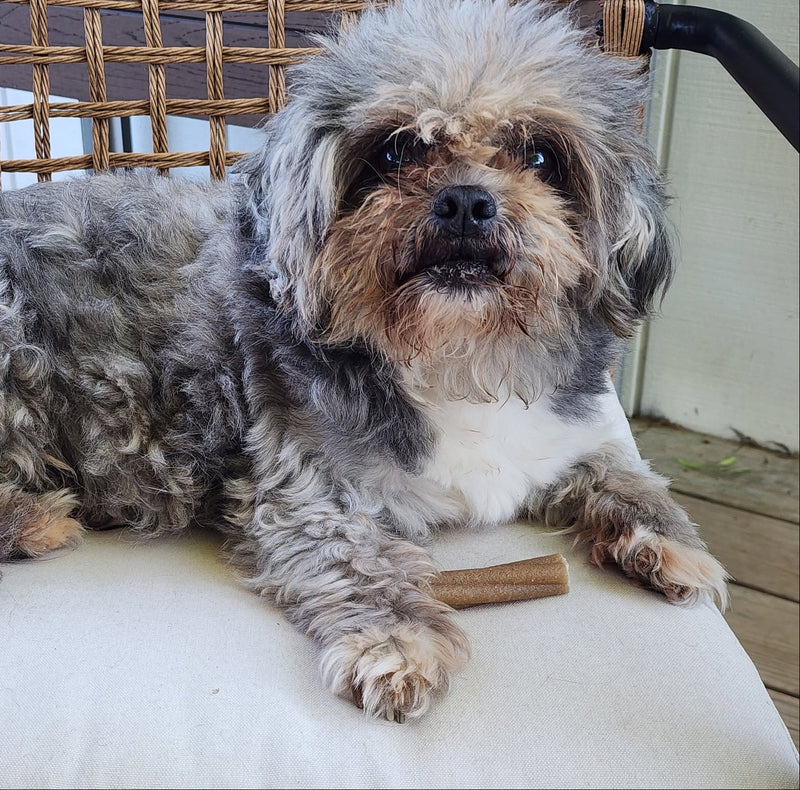 Rescue Dog