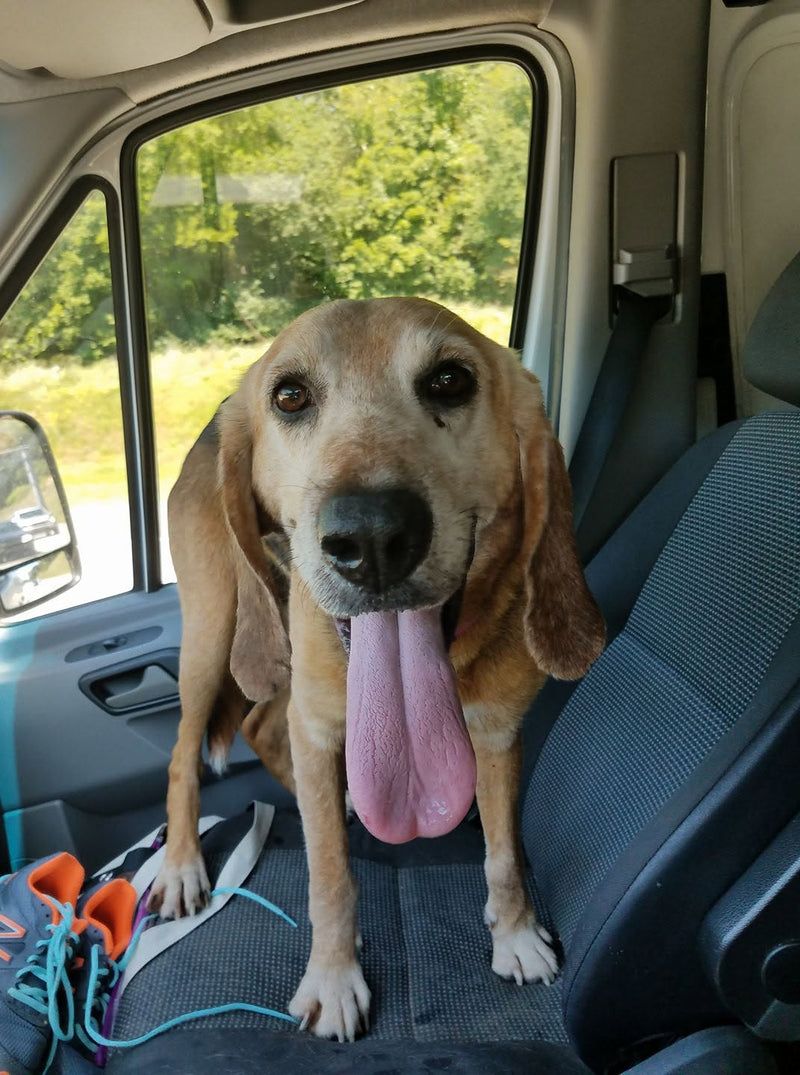 Rescue Dog