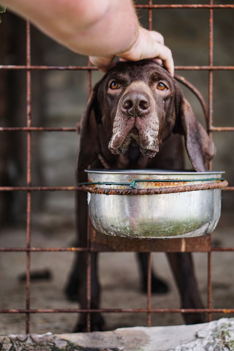 Rescue Dog