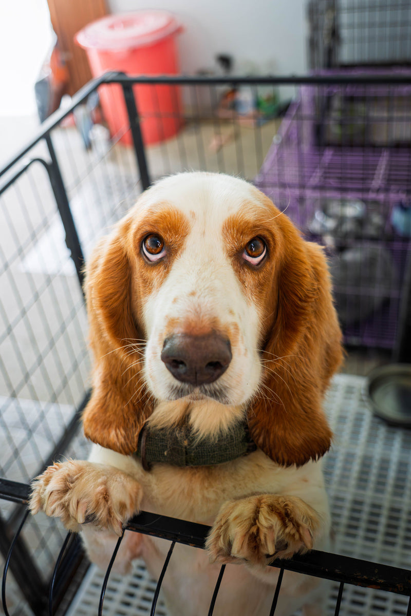 Rescue Dog