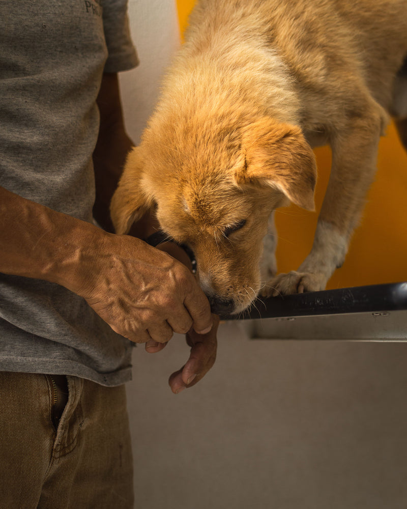 Rescue Dog