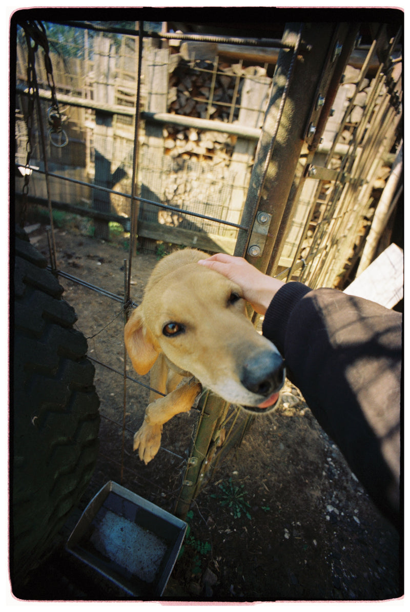 Rescue Dog