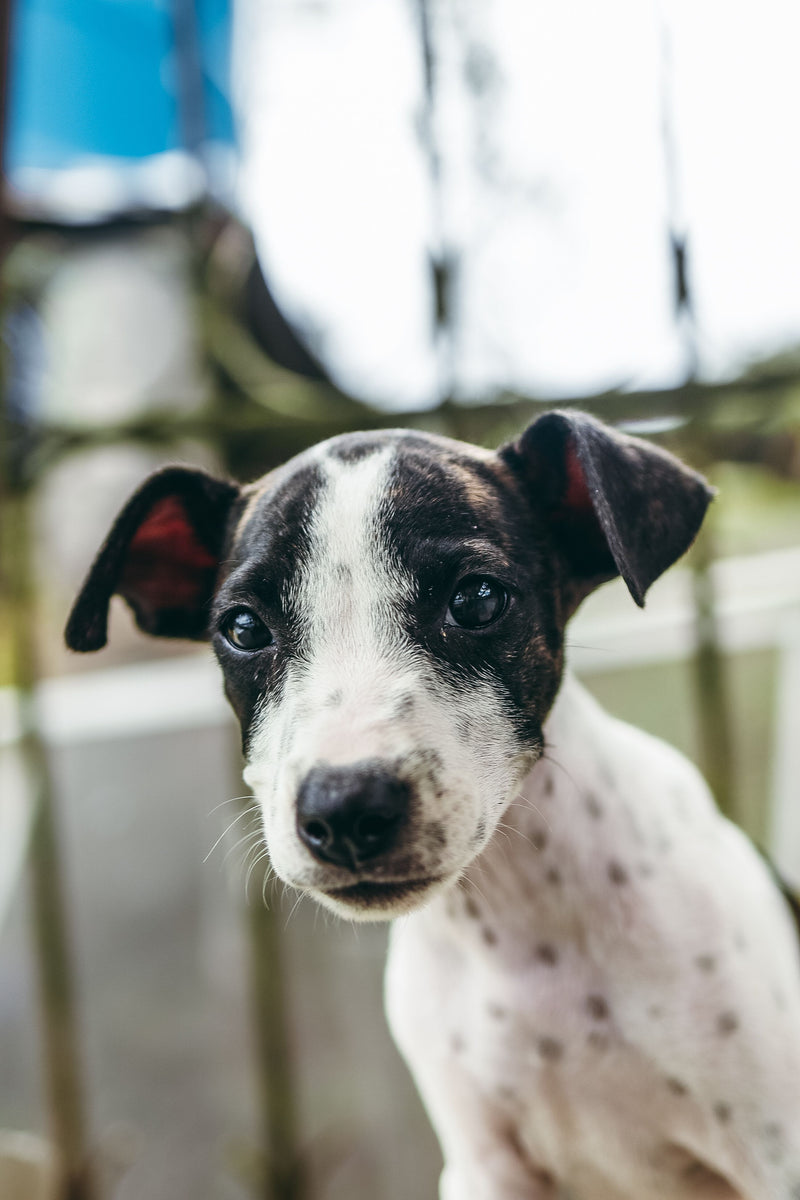 Rescue Dog